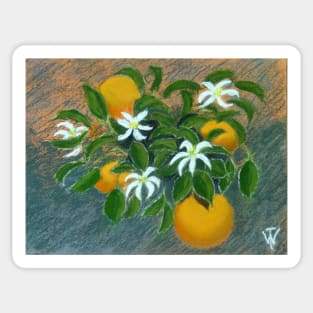 " Oranges " Sticker